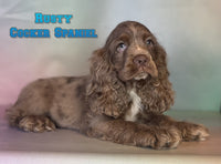 Rusty Male AKC Cocker Spaniel $1525