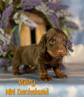 Rusty Male ACA Mini Dachshund $1525