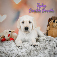 Ryley Female Double Doodle $700