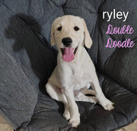 Ryley Female Double Doodle $250