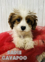 Sadie Female F1B Cavapoo $450