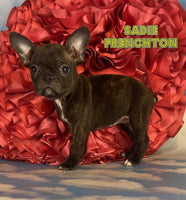 Sadie Female ICA Frenchton $1100