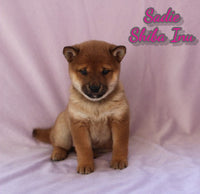 Sadie Female AKC Shiba Inu $950