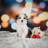 Sadie Female Morkie $1100