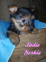 Sadie Female Yorkshire Terrier $650