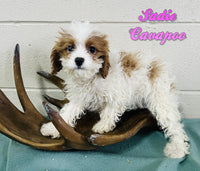 Sadie Female F1B Cavapoo $650