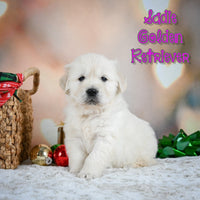 Sadie Female English Cream Golden Retriever $1200