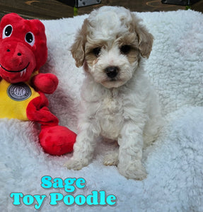 Toy Poodle