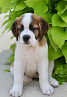 Saint Bernard