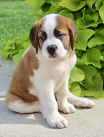 Saint Bernard