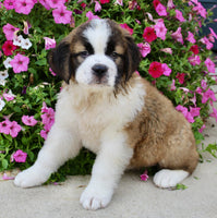 Saint Bernard