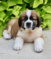 Saint Bernard