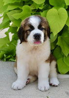 Saint Bernard