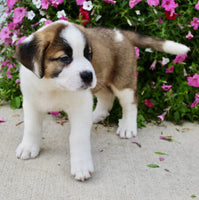 Saint Bernard