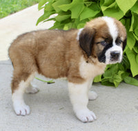 Saint Bernard