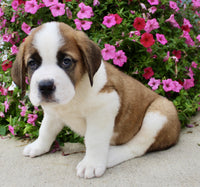 Saint Bernard