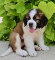 Saint Bernard