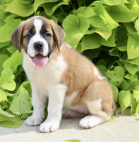 Saint Bernard