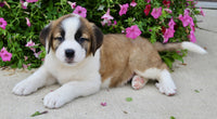 Saint Bernard