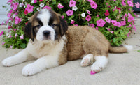 Saint Bernard