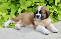 Saint Bernard