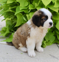 Saint Bernard