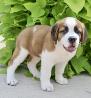 Saint Bernard