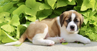 Saint Bernard