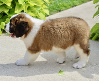 Saint Bernard