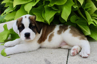 Saint Bernard