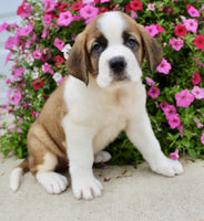 Saint Bernard
