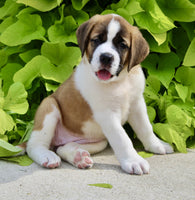 Saint Bernard