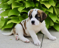 Saint Bernard