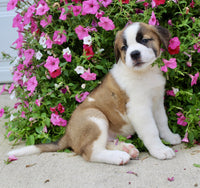 Saint Bernard