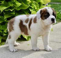 Saint Bernard
