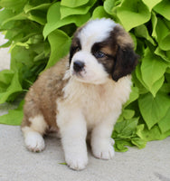 Saint Bernard