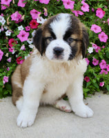 Saint Bernard