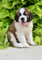 Saint Bernard