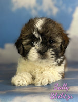 Sally Female ACA Shihtzu $975