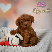 Sally Female Toy Poodle $1550