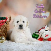 Sally Female English Cream Golden Retriever $1200