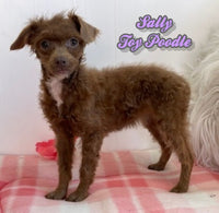 Sally Female AKC Toy Poodle $950