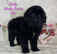 Sally Female Newfoundland Aussie Mix $850