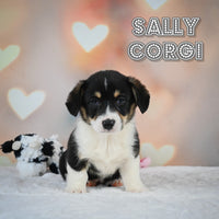 Sally Female Corgi $625