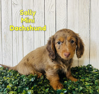 Sally Female ICA Mini Dachshund $1900