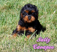 Sally Female F1 Cavapoo $600