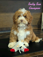 Sally Sue Female F1B Cavapoo $2850