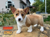 Sammy Male AKC Corgi $900