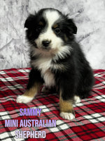 Australian Shepherd