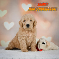 Sammy Male F1B Mini Goldendoodle $695